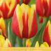 Tulipa Jan Seignette