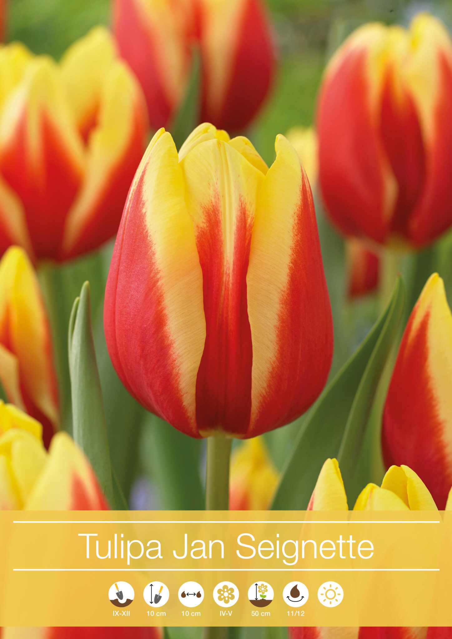Tulipa Jan Seignette
