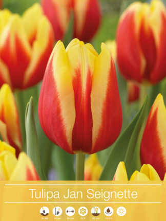 Tulipa Jan Seignette