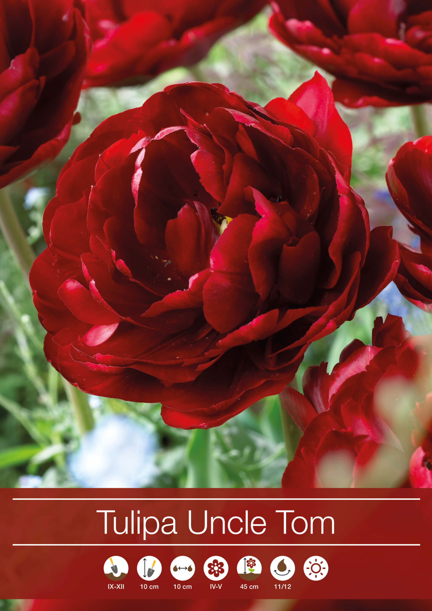 Tulipa Uncle Tom