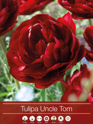 Tulipa Uncle Tom