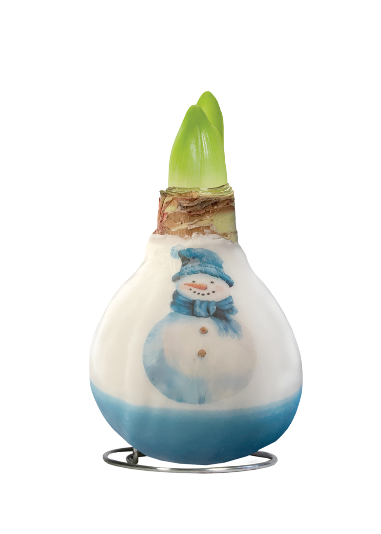 PO-05 Blue Snowman in carton gift box / red flower