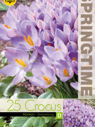 Crocus Zwanenburg