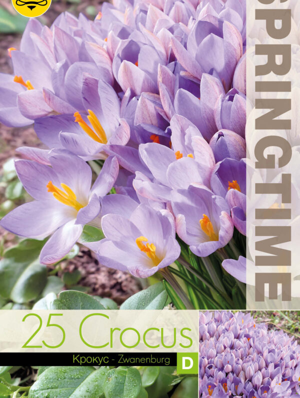 Crocus Zwanenburg