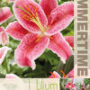 Lilium Star Gazer