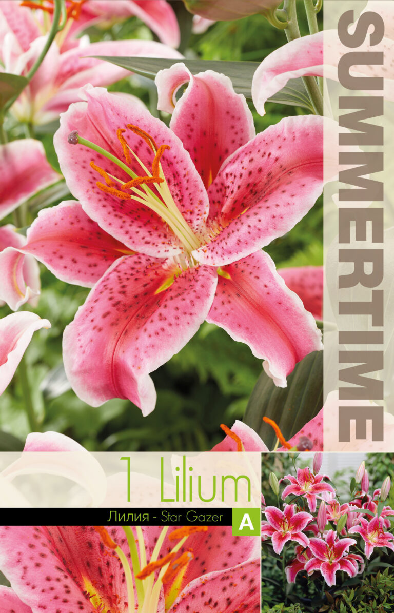 Lilium Star Gazer