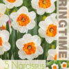 Narcissus Bella Vista