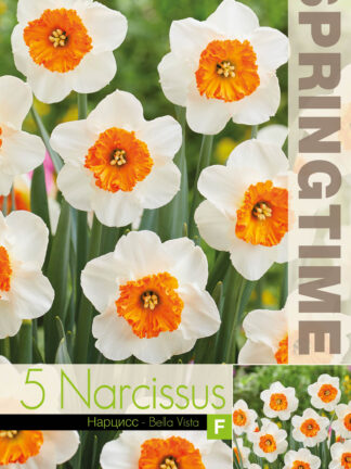 Narcissus Bella Vista