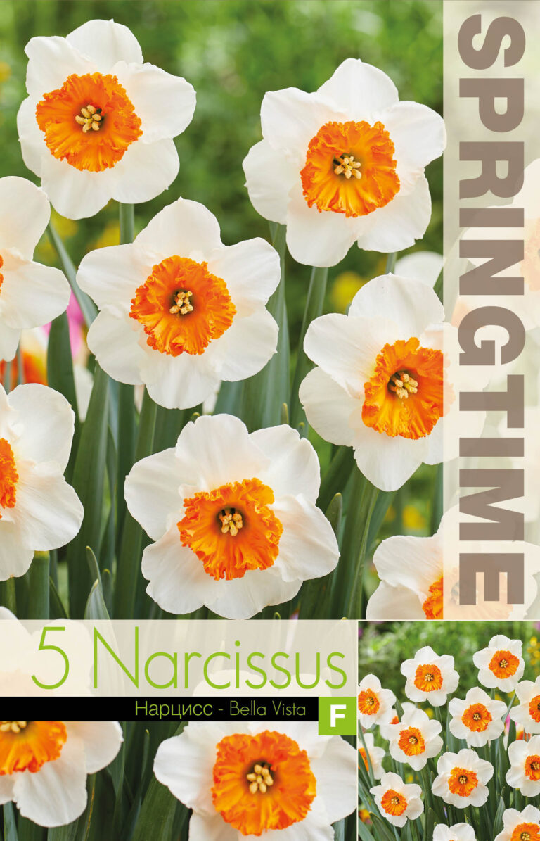 Narcissus Bella Vista