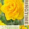 Tulipa Queen's Day - RB
