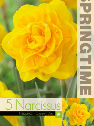 Tulipa Queen's Day - RB