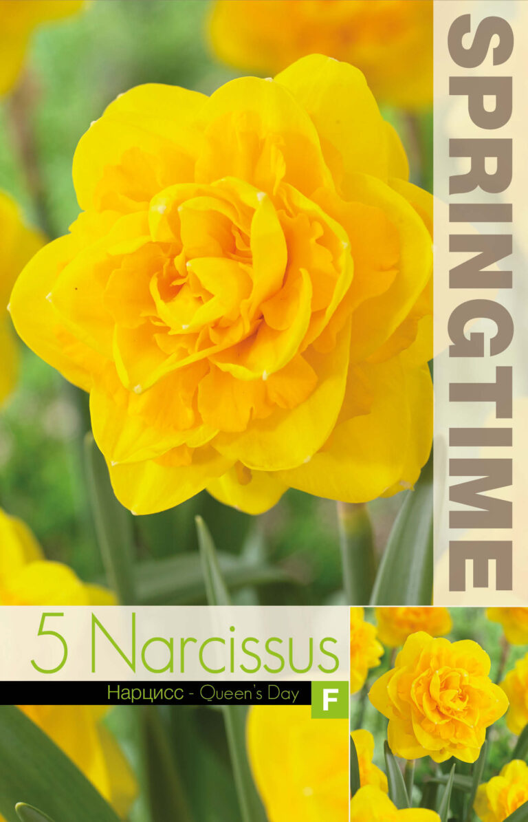 Narcissus Queen's Day