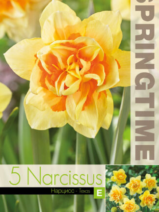 Narcissus Texas