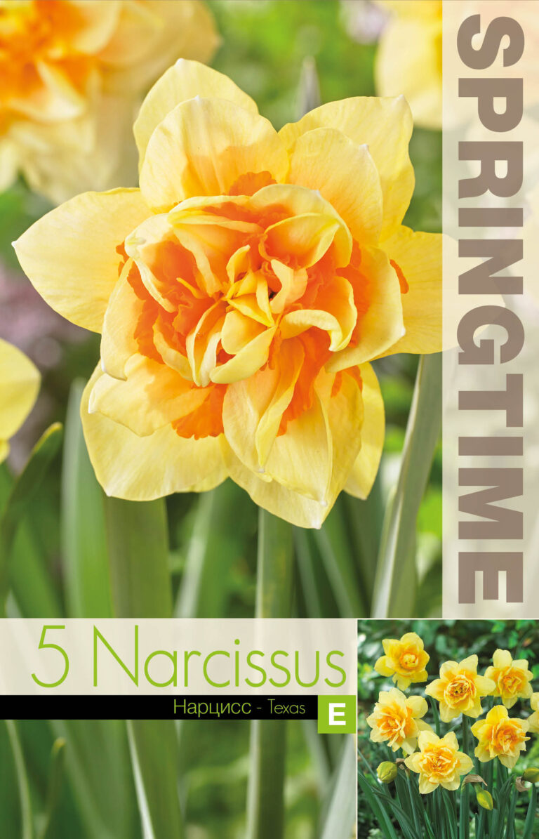 Narcissus Texas