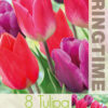 Tulipa Color pop - RB
