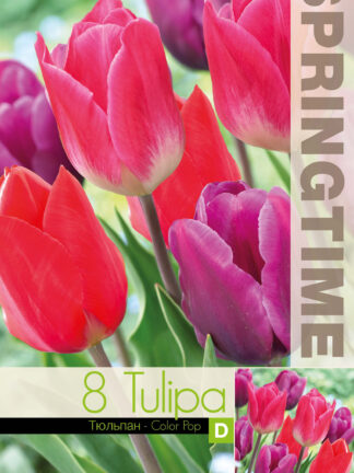 Tulipa Color pop - RB