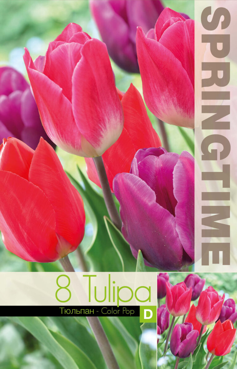 Tulipa Color pop - RB