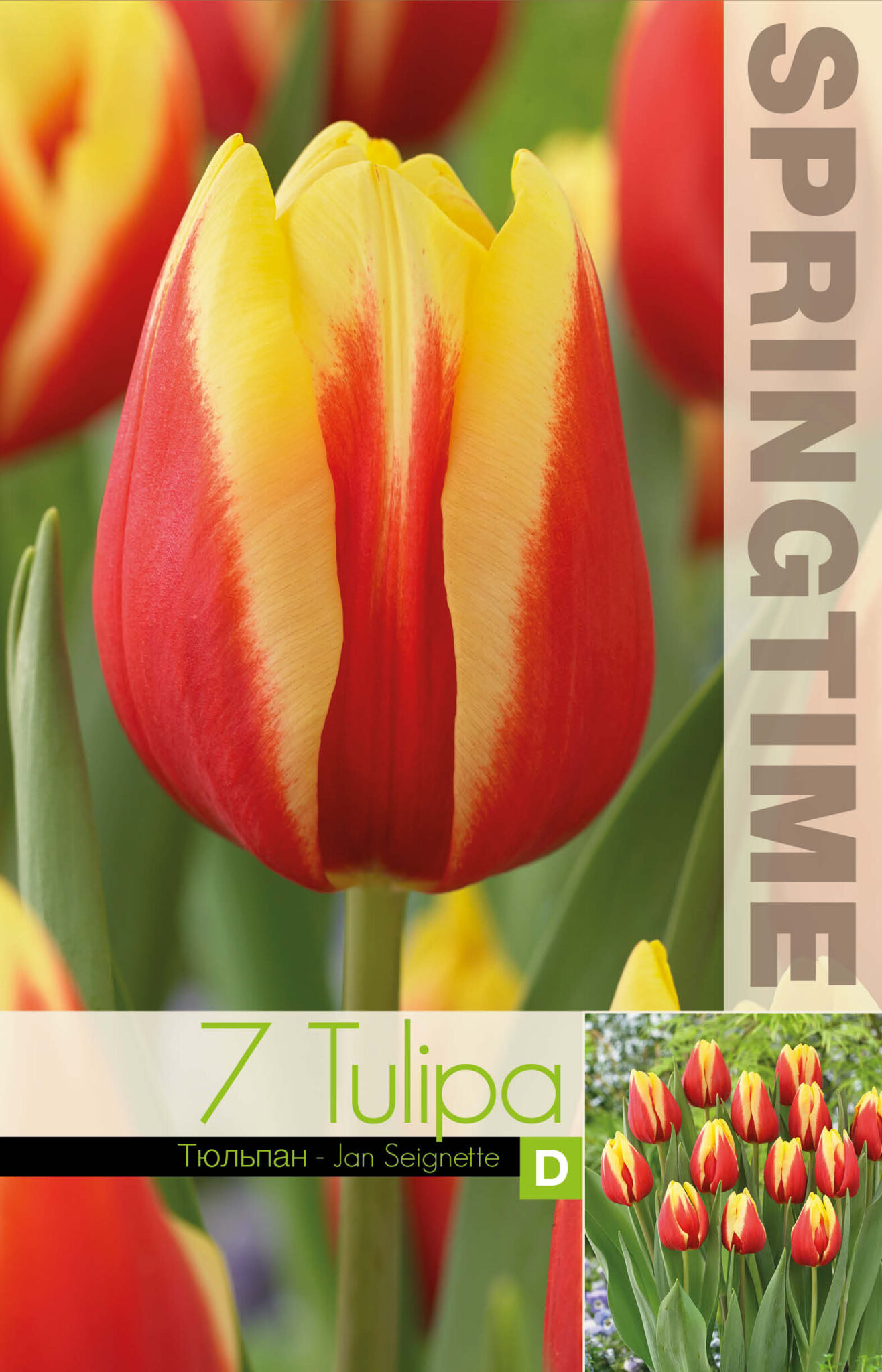 Tulipa Jan Seignette