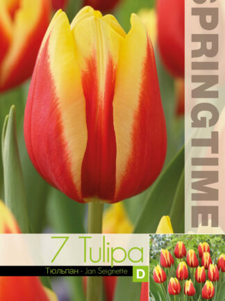 Tulipa Jan Seignette - RB
