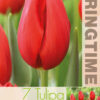 Tulipa Kingsblood