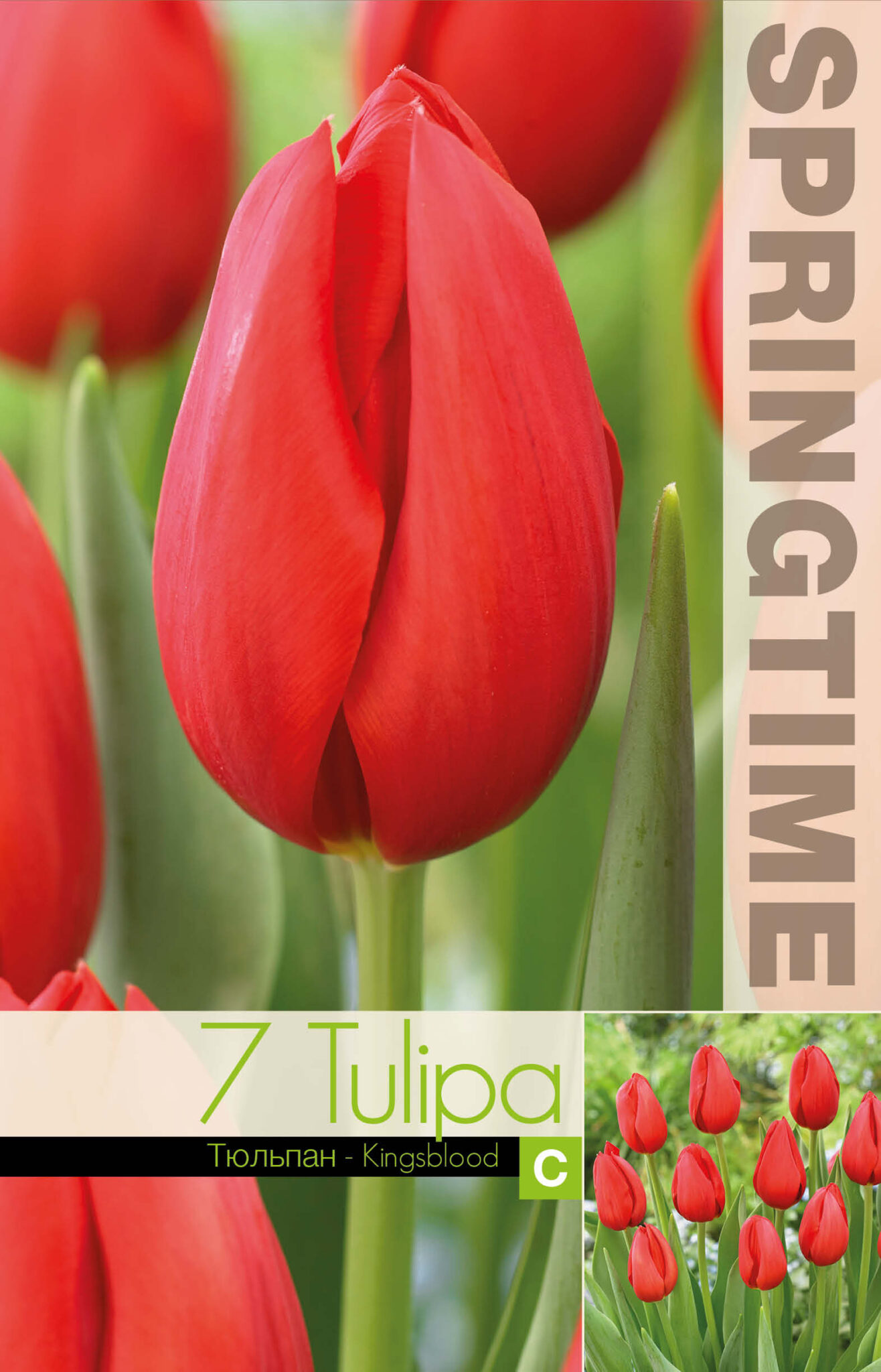 Tulipa Kingsblood