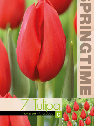 Tulipa Kingsblood