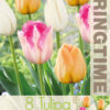 Tulipa Pastel Dreams - RB