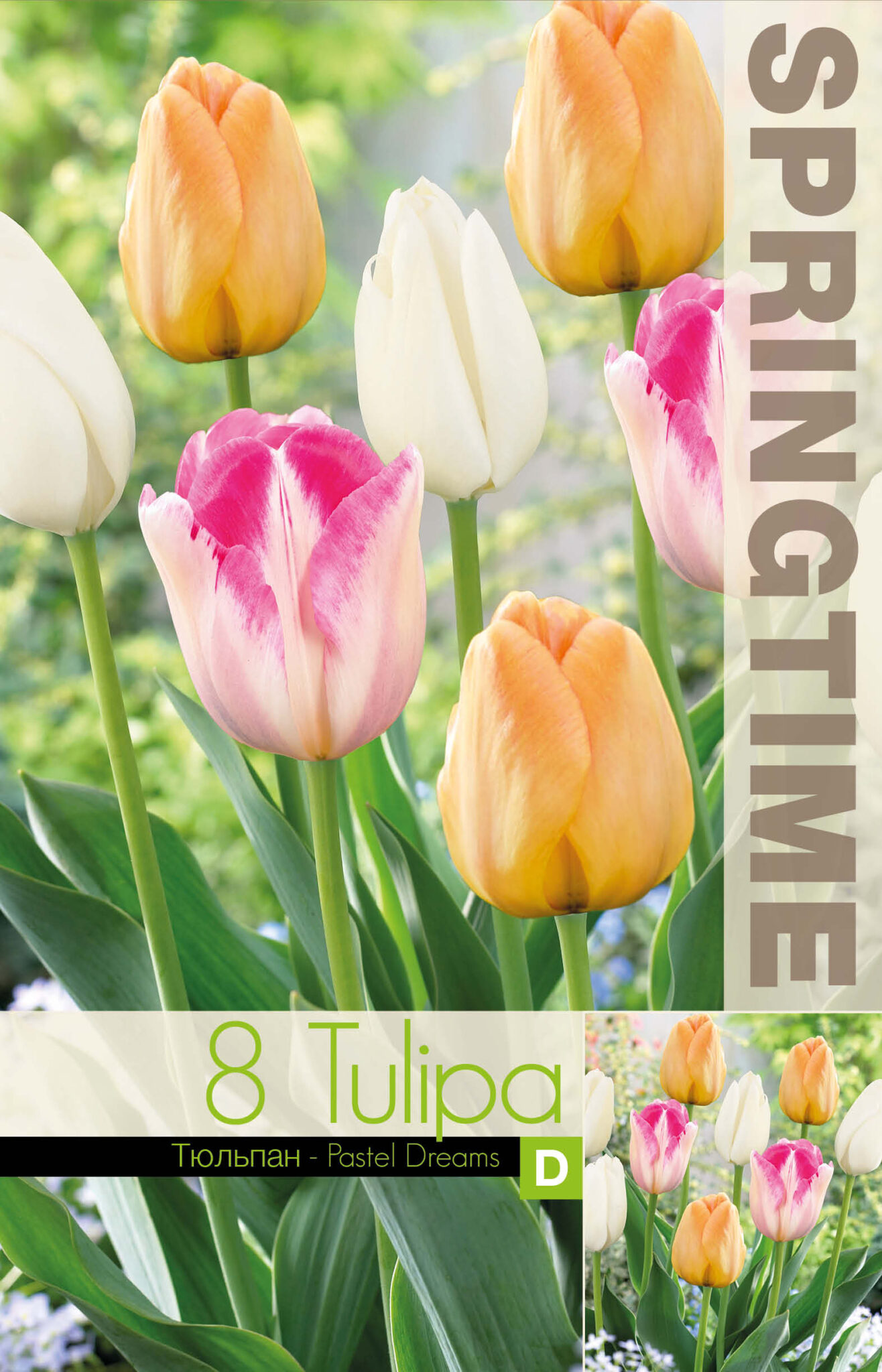 Tulipa Pastel Dreams - RB