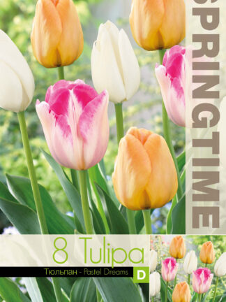 Tulipa Pastel Dreams - RB