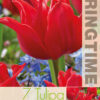 Tulipa Pretty Woman