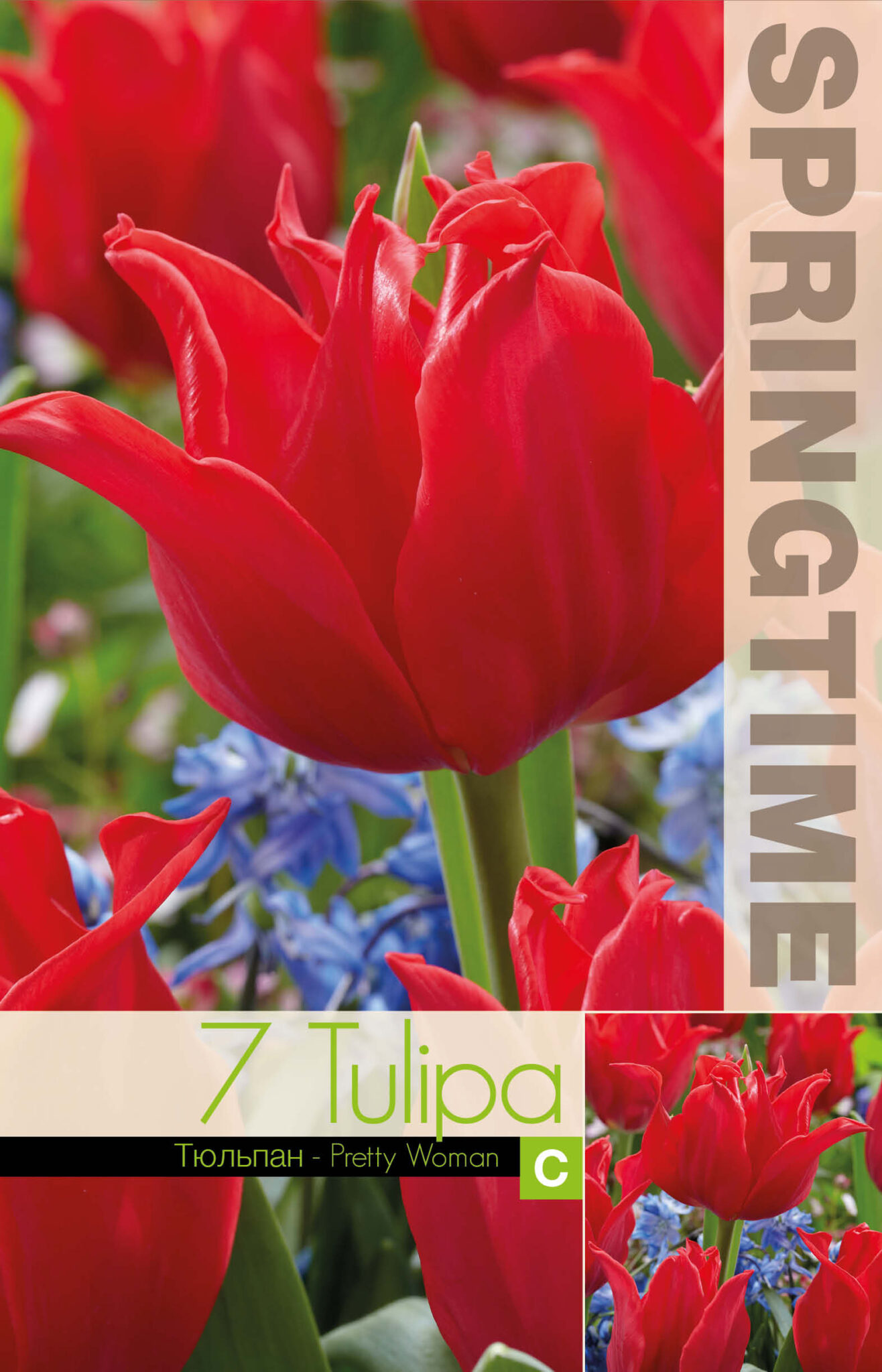 Tulipa Pretty Woman