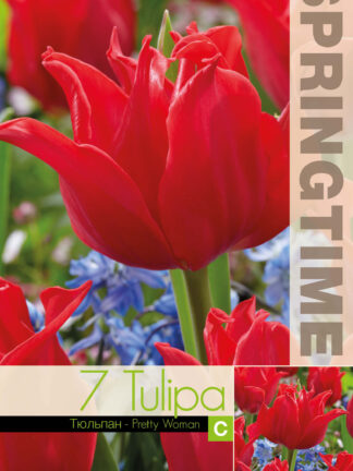 Tulipa Pretty Woman