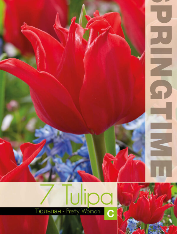 Tulipa Pretty Woman