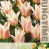 Tulipa Quebec