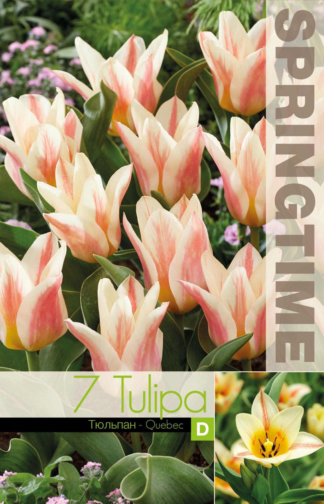Tulipa Quebec