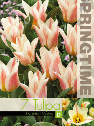 Tulipa Quebec