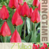 Tulipa Red Paradise