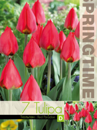 Tulipa Red Paradise
