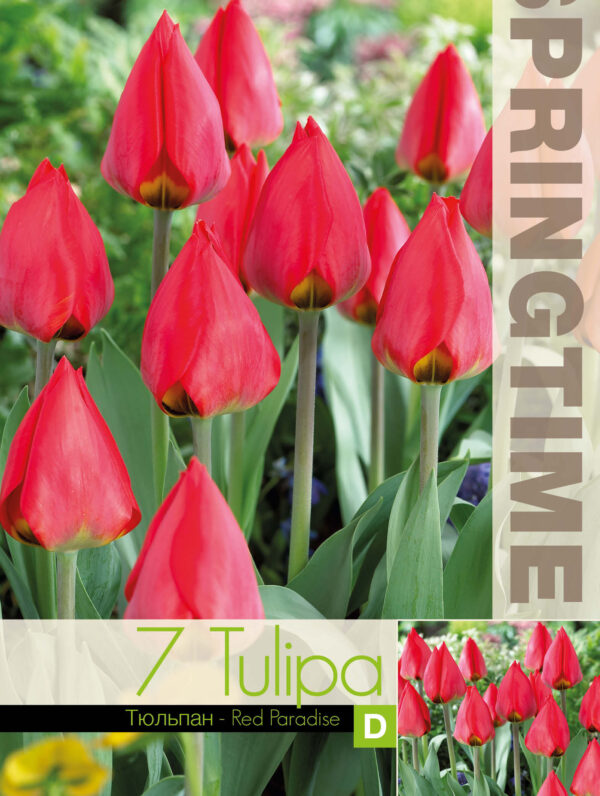 Tulipa Red Paradise
