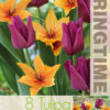 Tulipa Strong Feelings - RB
