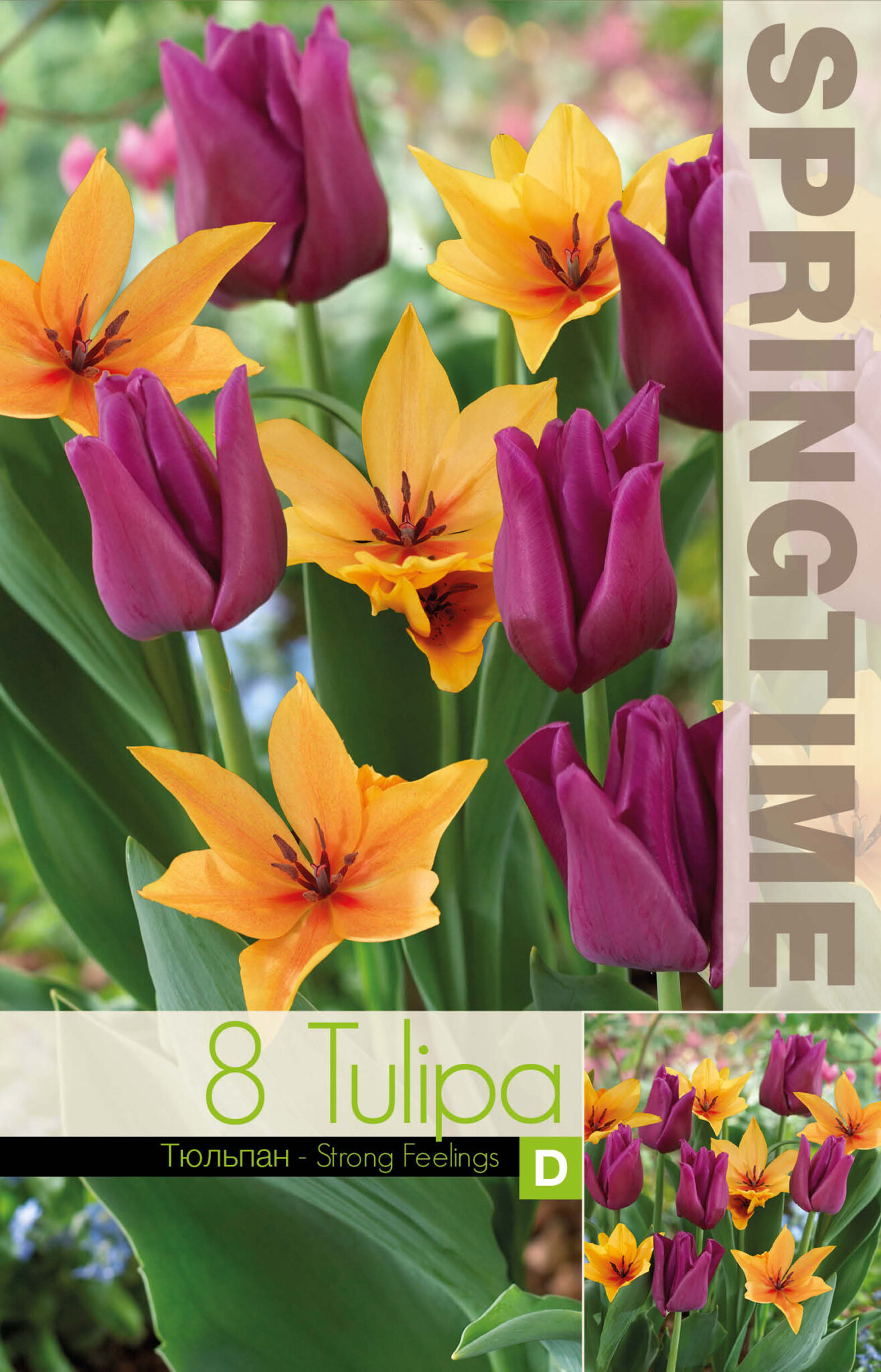 Tulipa Strong Feelings - RB