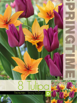 Tulipa Strong Feelings - RB