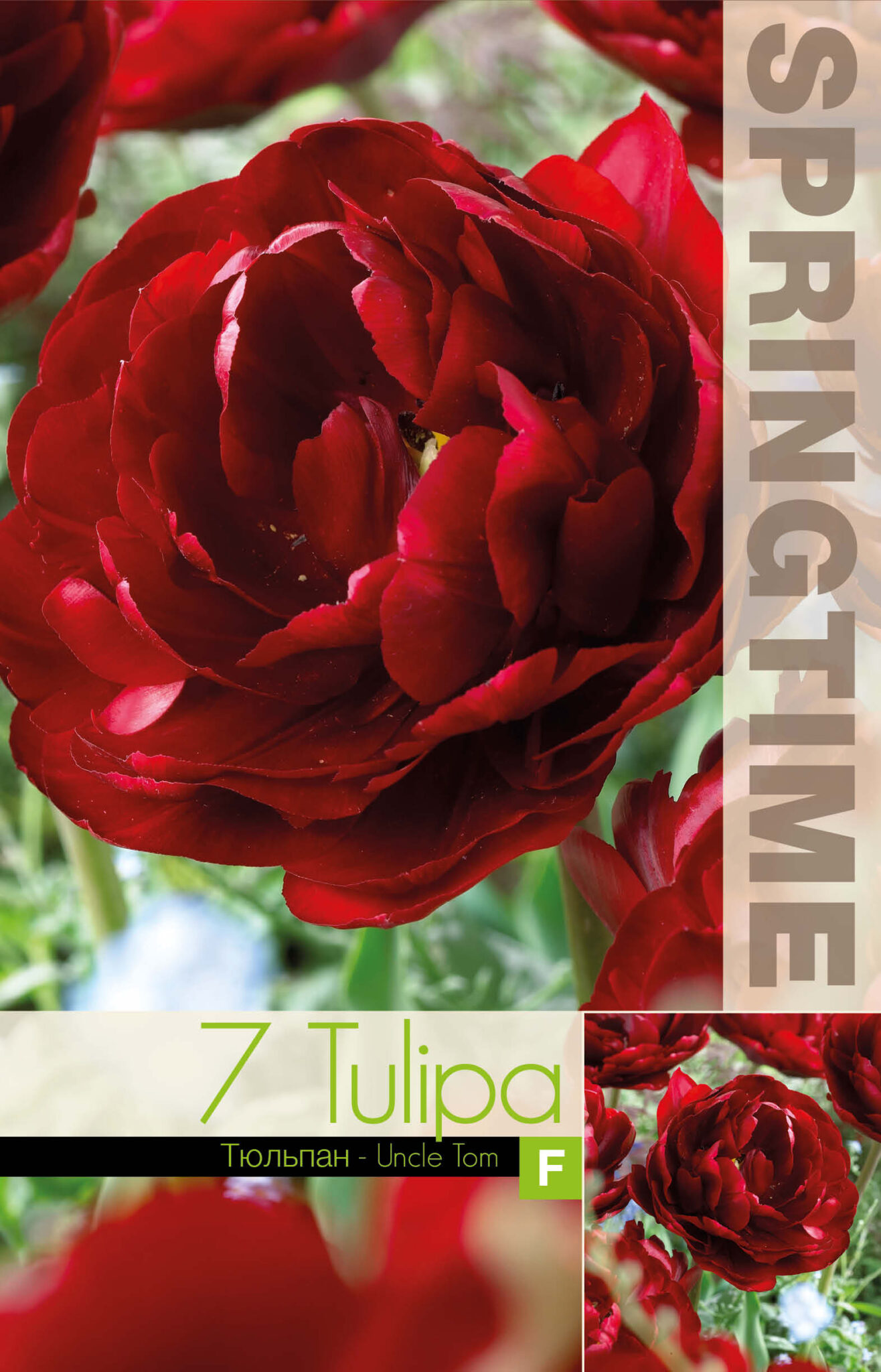 Tulipa Uncle Tom
