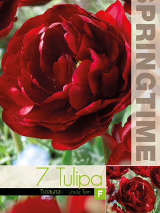 Tulipa Uncle Tom