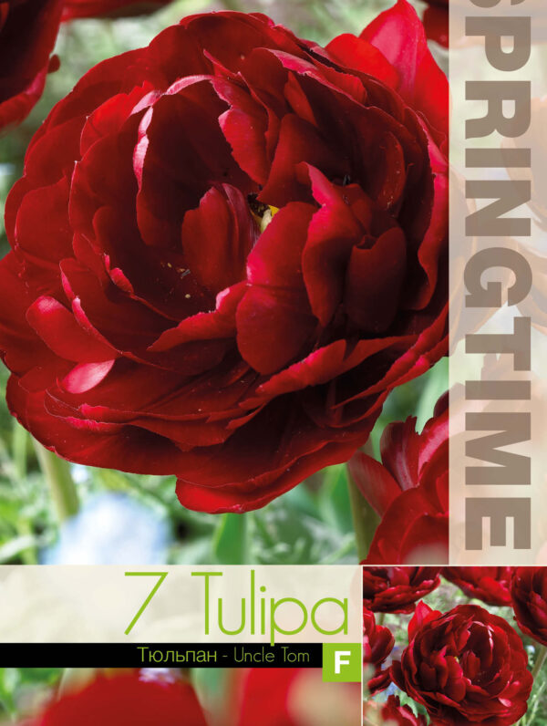 Tulipa Uncle Tom
