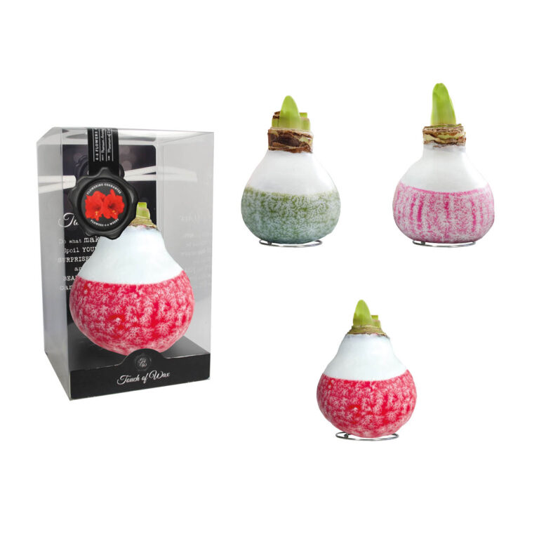 LA-01 mixed colours in PET gift box / red flower