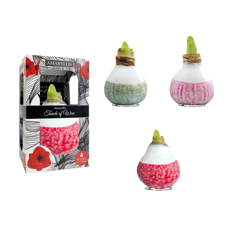 LA-01 mixed colours in carton gift box / red flower