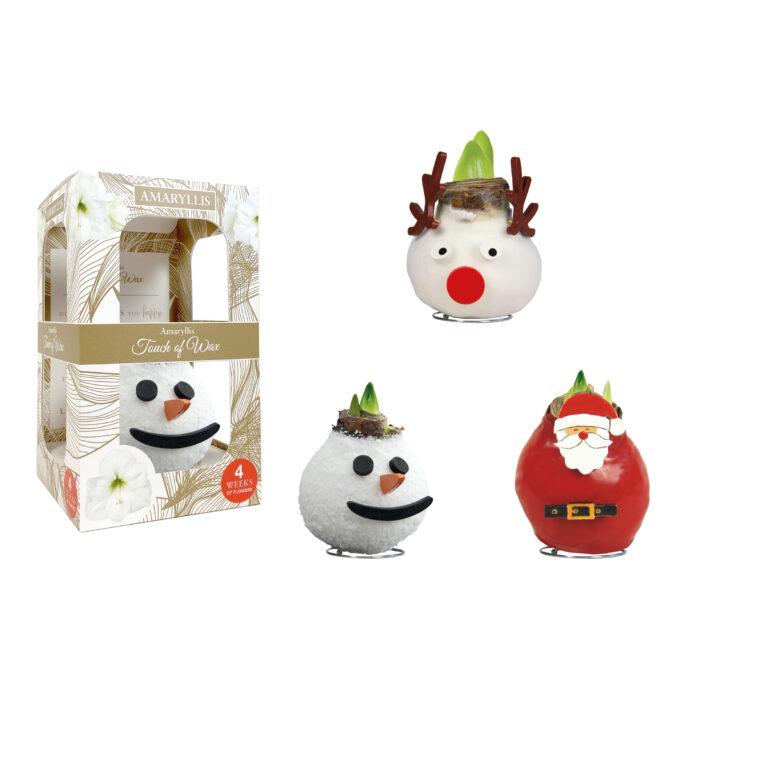 SE-14 mixed varieties in carton gift box / red flower
