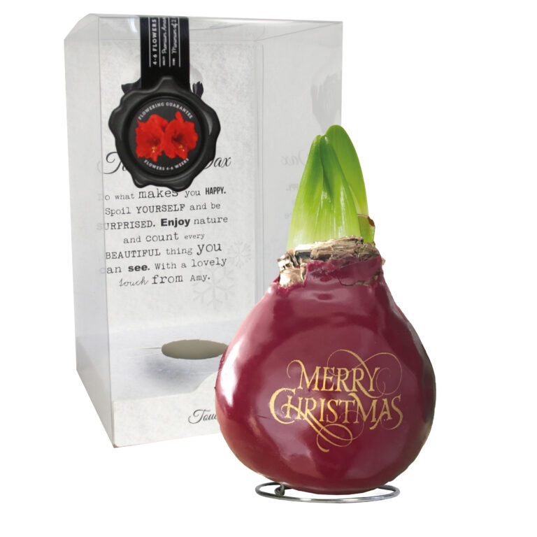 SE-06 in PET gift box / red flower