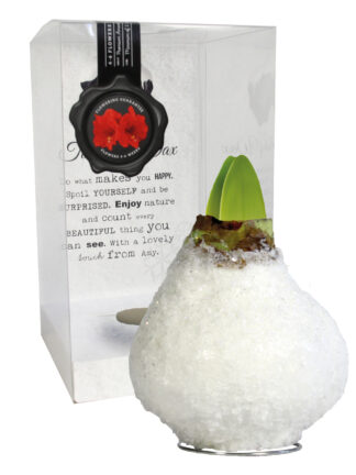 SE-08 in PET gift box / red flower